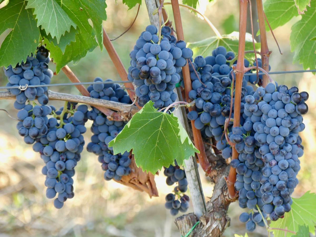 Due Piani Villa Barberino di Val dʼElsa Eksteriør billede