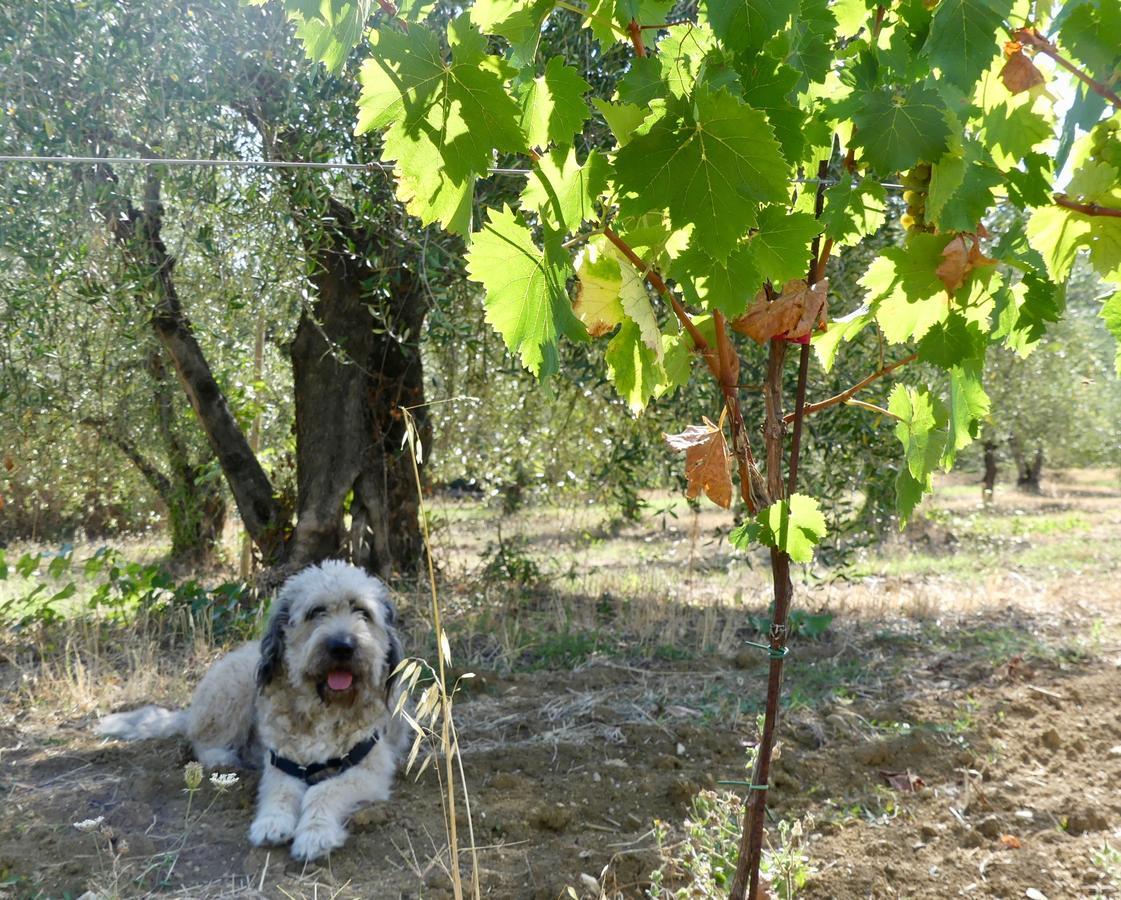 Due Piani Villa Barberino di Val dʼElsa Eksteriør billede